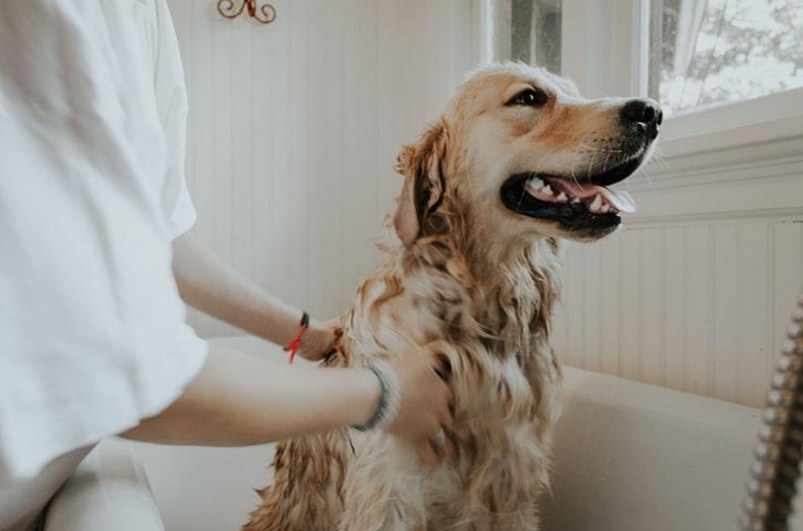 What You Should Know About Bathing Your Dog