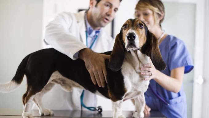Tips For Finding a Great Sutherland Shire Vet For Your Dog